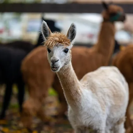 Alpaka -&ferienhof Neukämper Apartment Norden