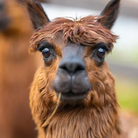 Alpaka -&ferienhof Neukämper * Norden