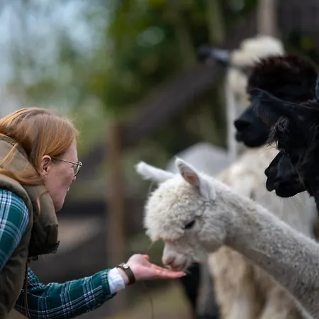 Alpaka -&ferienhof Neukämper Norden