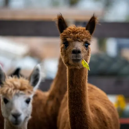 Alpaka - & Neukaemper شقة نوردين