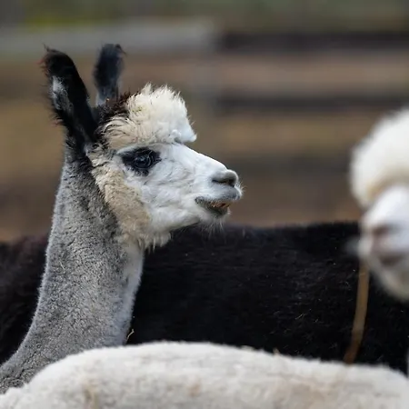 Alpaka - & Neukaemper *