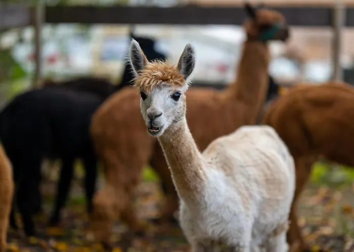 Alpaka - & Neukaemper 아파트 노르덴