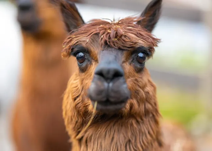 Alpaka - & Neukaemper * 노르덴