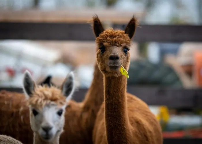 Alpaka - & Neukaemper 아파트 노르덴