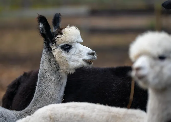 Alpaka - & Neukaemper *